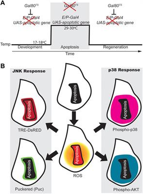 The sooner, the better: ROS, kinases and nutrients at the onset of the damage response in Drosophila